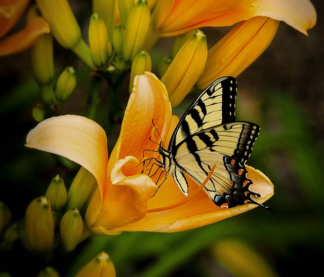 tanaman indoor pembersih udara