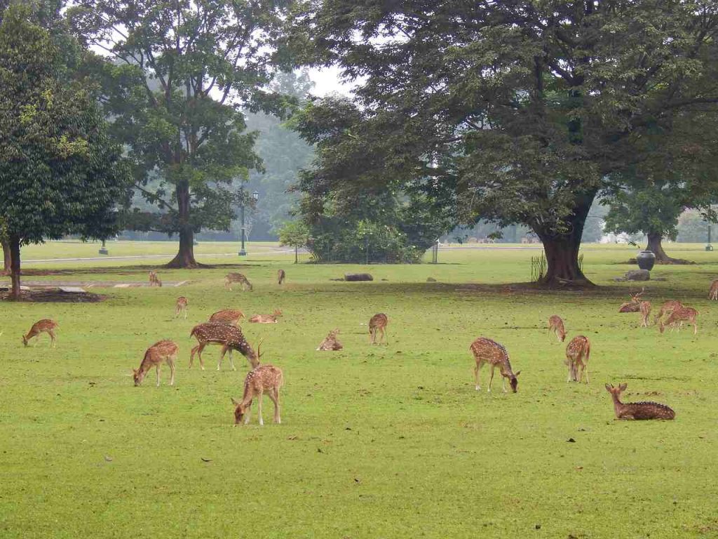 kebun raya bogor rusa
