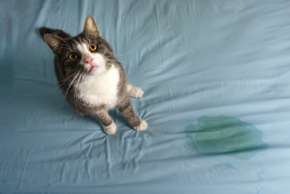 cara membersihkan-kencing kucing di kasur