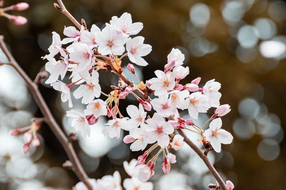 Istana Sakura Blitar, Foto, Rute, dan Tiket Masuk