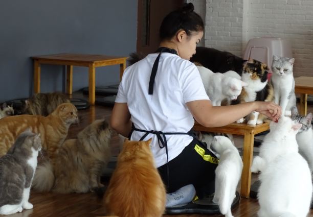 7 Daftar Rekomendasi Pet Cafe Jakarta yang Wajib Dikunjungi
