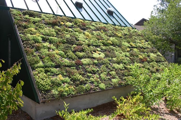Extensive Green Roof