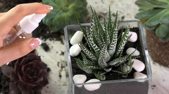 terarium